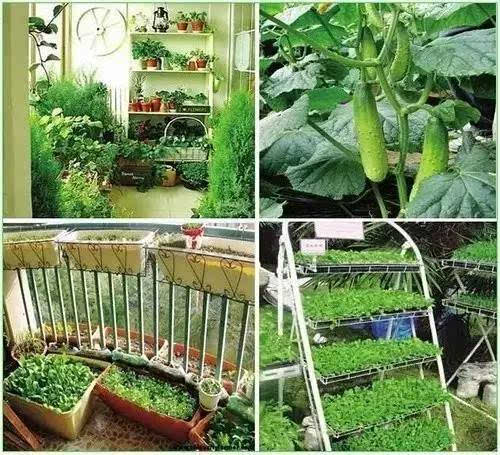 陽臺種菜讓您其樂無窮  天恒裝飾