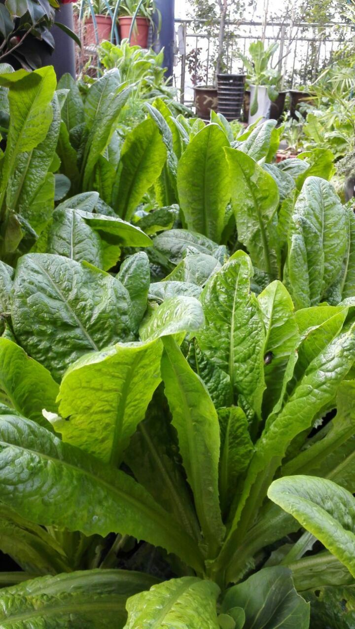 陽臺種菜讓您其樂無窮  天恒裝飾