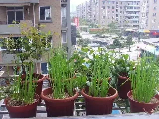陽臺種菜讓您其樂無窮  天恒裝飾