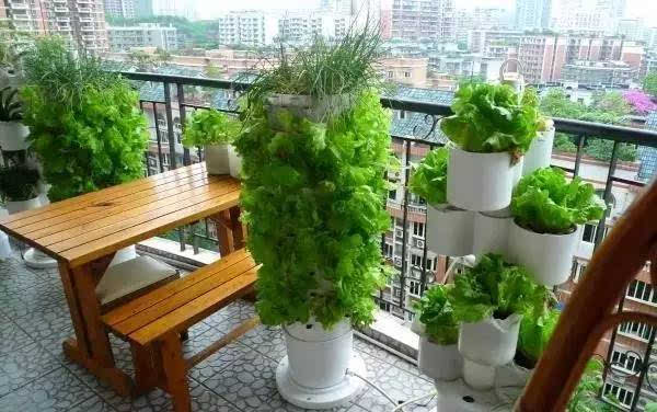 陽臺種菜讓您其樂無窮  天恒裝飾